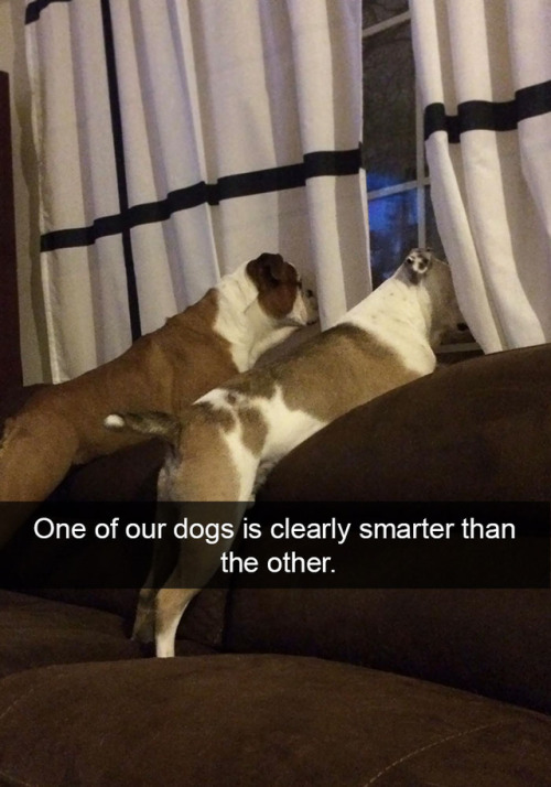 fairytaleslayer: pr1nceshawn: Life With Dogs. @chuckleshan