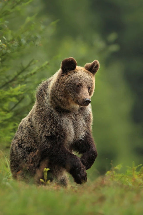 faerieforests: Brown bear by jaroslavciganik77