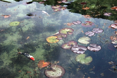 redlipstickresurrected:Yuunasara aka Sarayuna (Japanese, Japan) - 名もなき池 (Nameless Pond) aka Monet’s 