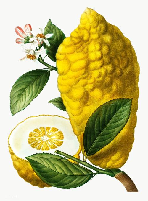 Pierre Joseph Redouté - Lemon 