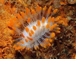 Libutron:  Limacia Cockerelli This Showy Creature Is The Nudibranch Limacia Cockerelli (Nudibranchia