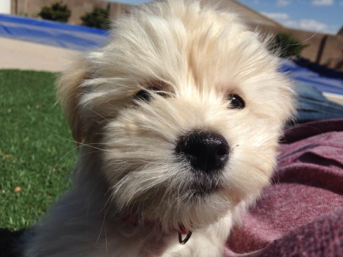 dustythehavanese: This is me two months ago, when I came to my new home! I’ve grown so much si