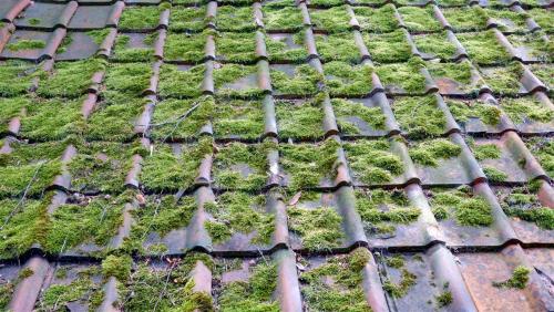 yorksnapshots:Mossy Rooftop.