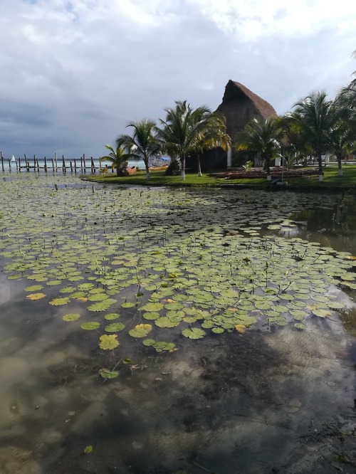 kimaroundtheworld:Laguna de Bacalar - Mexico