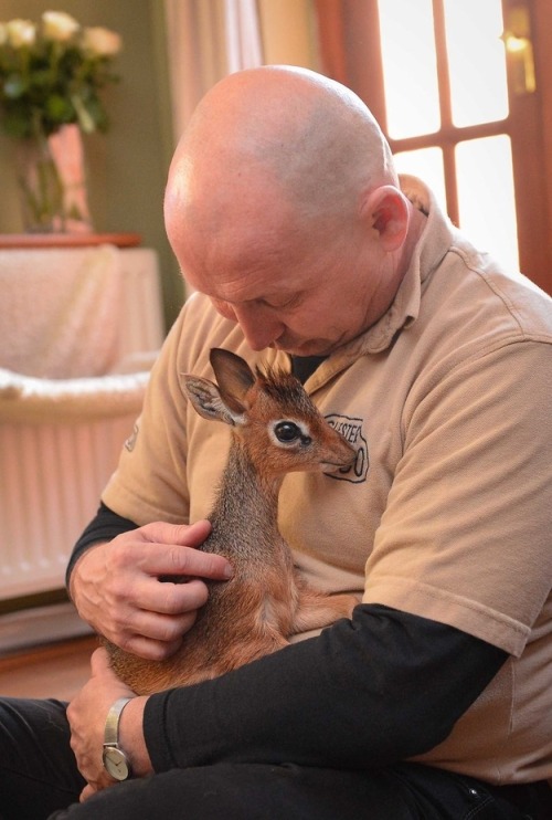 adelele-ukulele:  insideachrysaliswrithing:  tournesolmange-homme:  Aluna the dik dik is only 8 inches tall. She didn’t bond with her mother, so she’s being raised by hand by the luckiest zookeeper ever at the Chester Zoo.  OHHHHHHHH MY GOOOOOOOOOOD