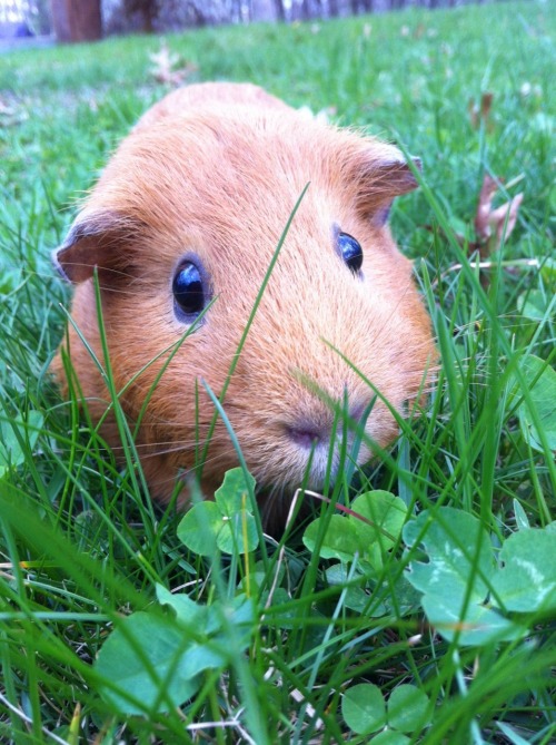 the dandelion leaves are her favorite but she&rsquo;ll always settle for some clovers