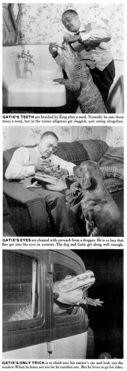 Gatie the alligator, 1948. 1 - After a bath, Gatie the Chicago Alligator braces himself on his hind legs as his master rubs his scaly skin dry beside the living room stove.