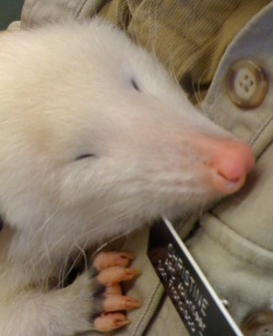 folk-punk:  opossummypossum:  Lucy, the white opossum at San Francisco Zoo. via  precious baby 2 sweet 4 this world 