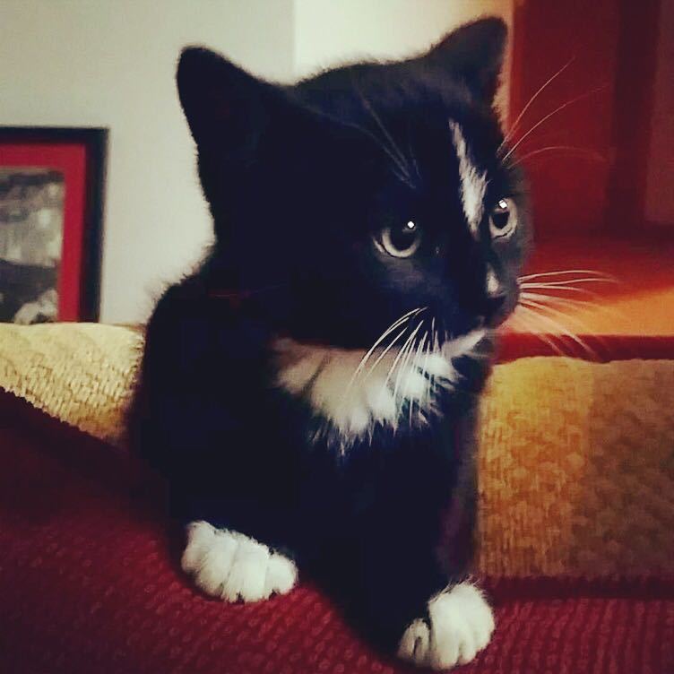 jess-sm:  Meet Kovu  KOVU🙀🙀🙀