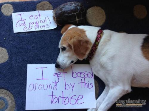 dogshaming:Slow and steady wins the raceCleo the foxhound gets chased around the house by the Echo t