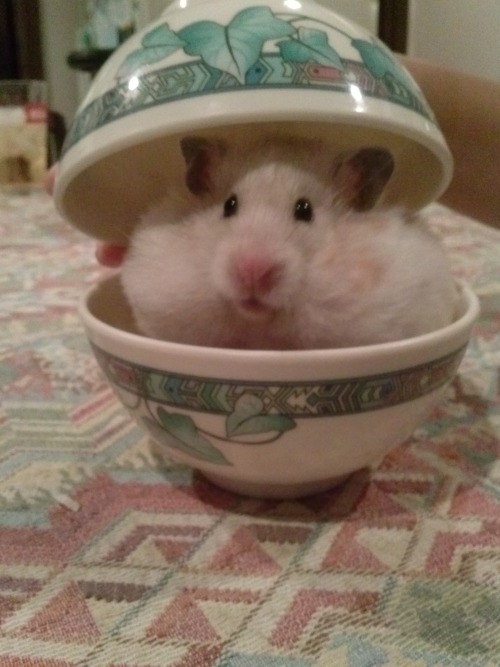 awwww-cute:  Got a reddit account just to post this picture