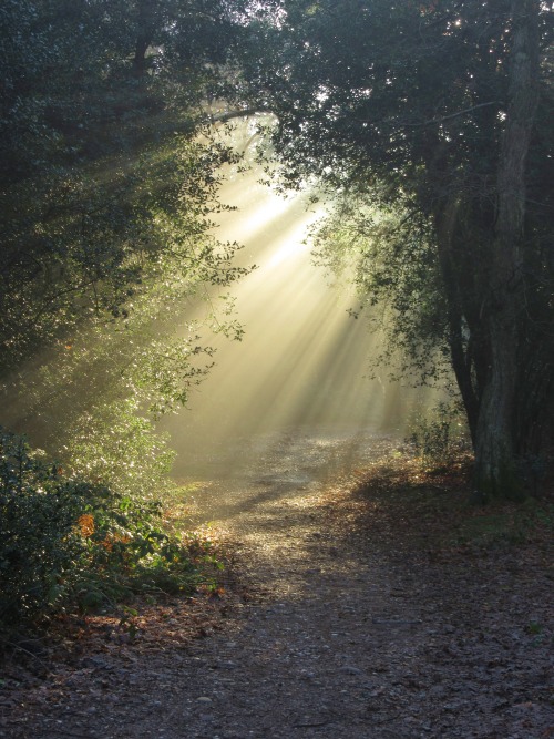 vwcampervan-aldridge:Morning Mist, Sutton Park, Sutton Coldfield, EnglandAll Original Photography by