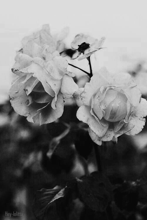 nodream:  