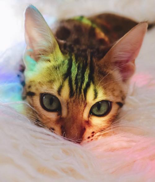 everythingfox: Colourful Suki Sukiicat