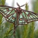 trulyvincent:Spanish Moon Moths