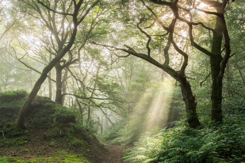 In the spotlight, West Yorkshire by Simon Higginbottom