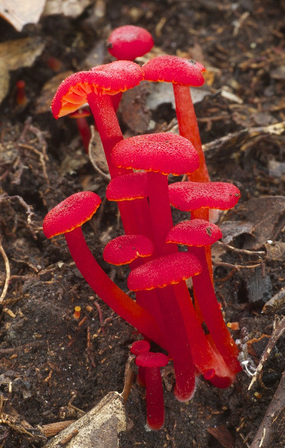 bl3wyn:Hygrocybe miniata | ©Ken J. Beath