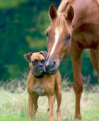 theblogforadog:  dogs and horses 