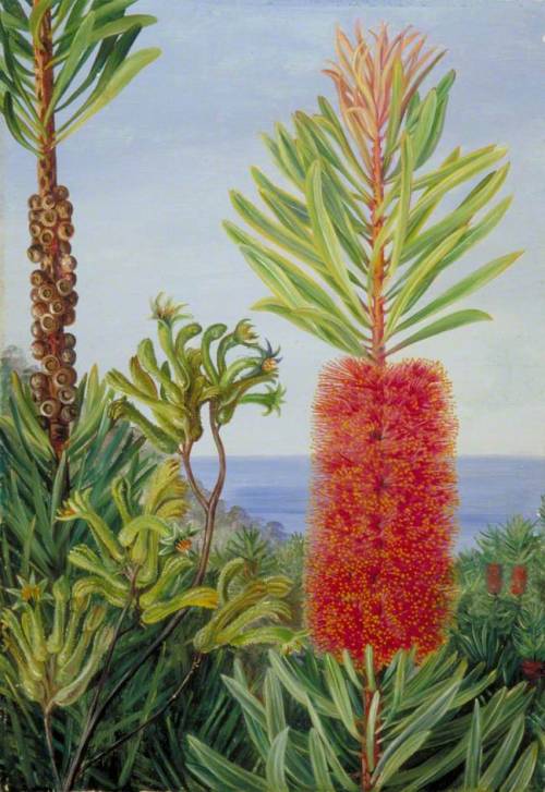 artist-marianne-north:Flowers of a West Australian Shrub and Kangaroo Feet, 1880, Marianne North