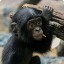 monkeyaround77
