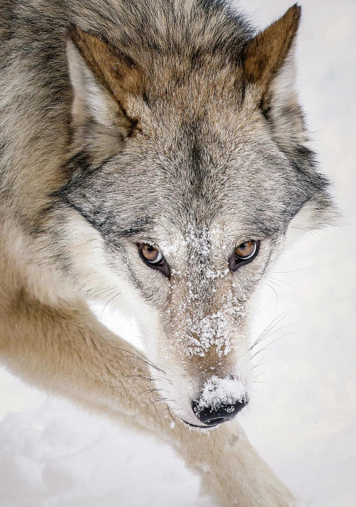 beautiful-wildlife: Sneaky Wolf by © Athena Mckinzie Source : araknesharem.tumblr.com , via tinamott