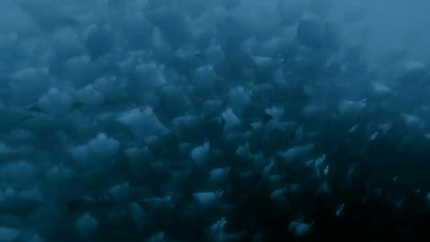 nubbsgalore:  closely related to sharks but with long, flat bodies and wing-like