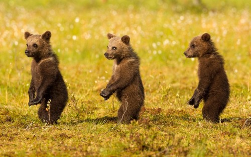 magicalnaturetour:  Jules Cox Photographer 