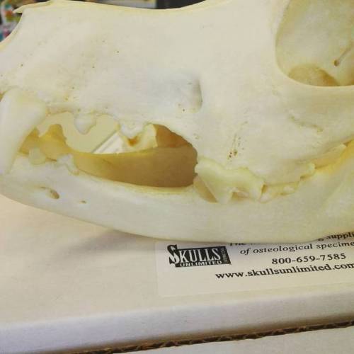 Check out the bone loss from dental disease on this dog skull!!! #skulls #dogskulls