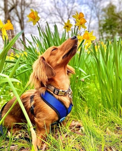 Meet Woody - he’s living his best life during his visit to Mrs. Lee’s Daffodil Garden - 