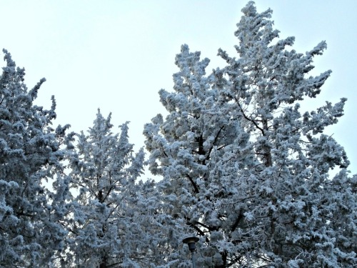 redonthefly: Freezing fog is possibly the most strangely beautiful weather phenomenon I’ve see