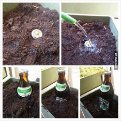 9gag:  How to grow a beer