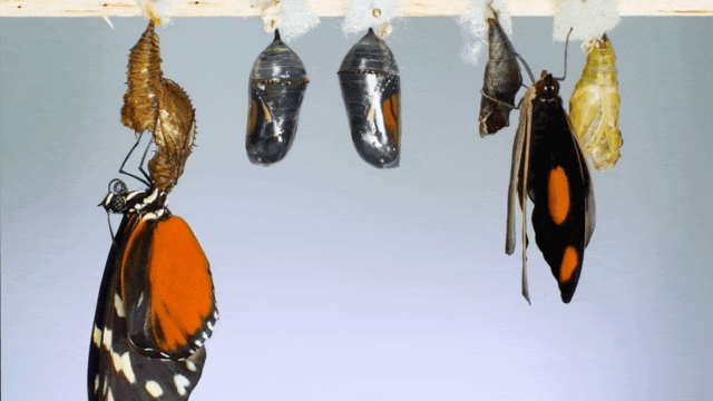 blondebrainpower:  Heliconious longwing, Monarch, and Blue-frosted banner emerge from their chrysalis’.