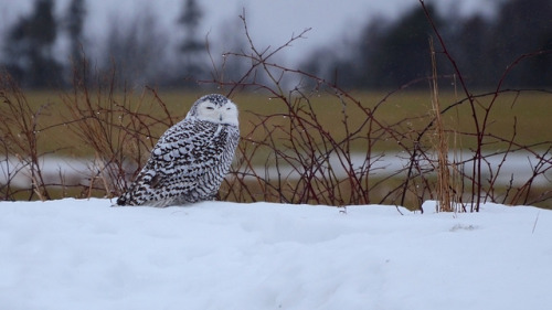 Nobody Likes Freezing Rain :( by PeterBrannon on Flickr.