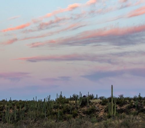 Cotton candy sky . . . . #catalinastatepark #visittucson #arizona #azstateparks #azvistas #hikearizo