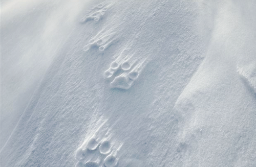 bendragon-cumbersmaug:  marthajefferson: Officially, no one was able to approach the White Wolf for 25 years. Vincent Munier, wildlife photographer, spent a month alone in the extreme Artic Tundra at the very north of Canada to photograph the rare and