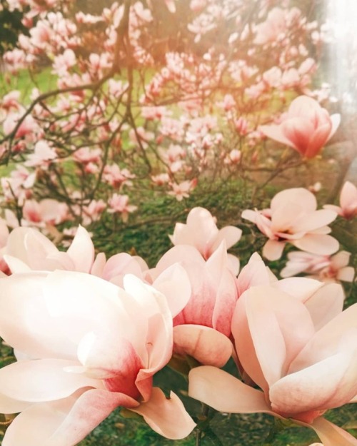 venusverticordias: Magnolias in Vojanovy Sady park, Prague by ani_pretty_