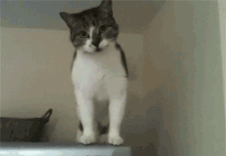 turtlelover73:
“ darneildtpg:
“ kazard:
“ residentfeline:
“ how do cats even work
”
Cats:
• A cat can jump up to five times its own height in a single bound.
• The little tufts of hair in a cat’s ear that help keep out dirt direct sounds into the...