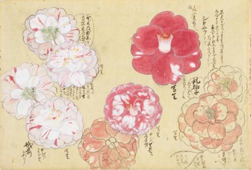 iamjapanese: KANŌ Sigekata（狩野 重賢 Japanese）Cherry Blossoms and Camellias 櫻と椿 from Sōmoku Shasei 