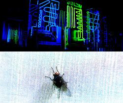  The Fly | Kurt Neumann | 1958 