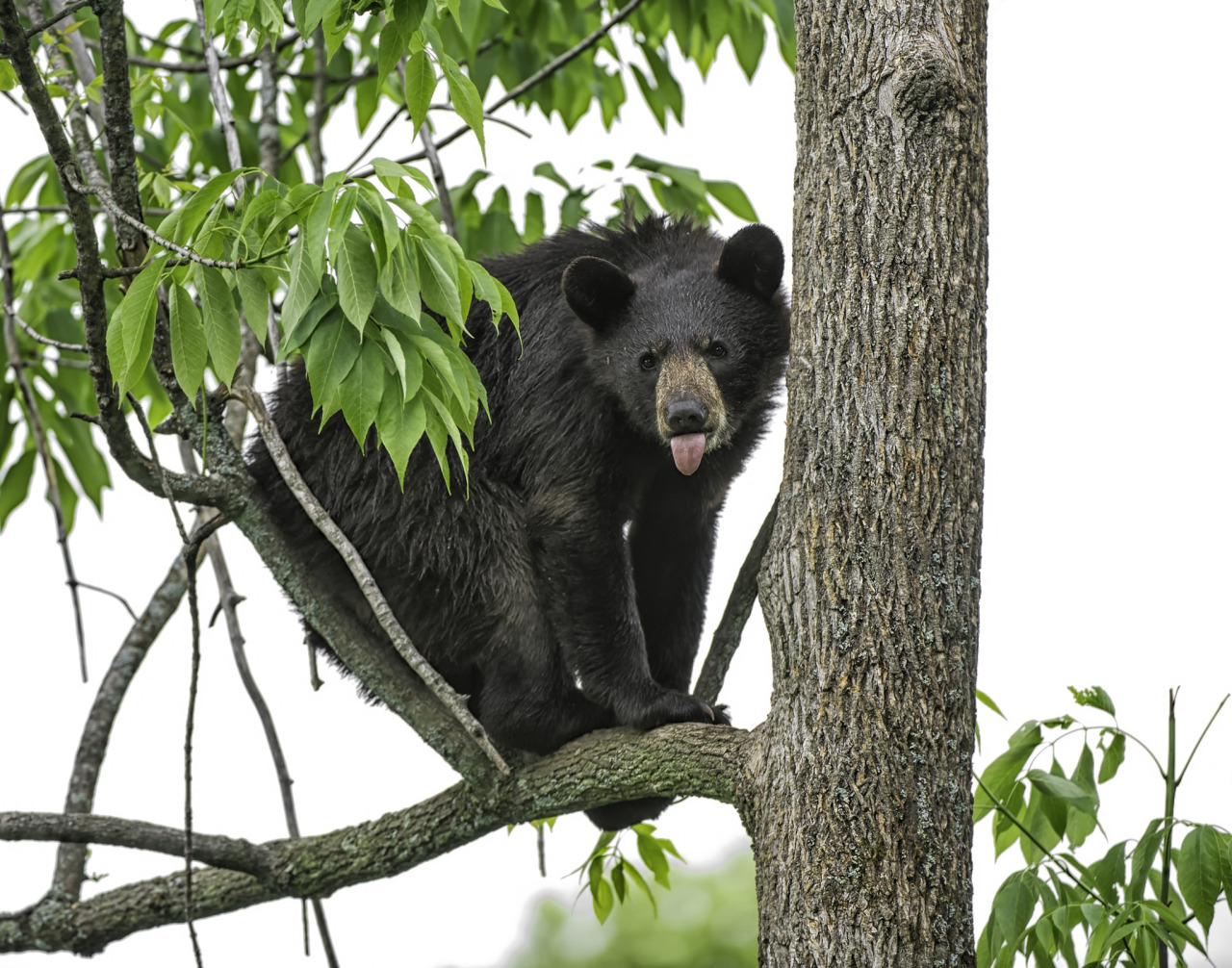 fuck-yeah-bears:  YOU can’t get Me! by Daniel Parent