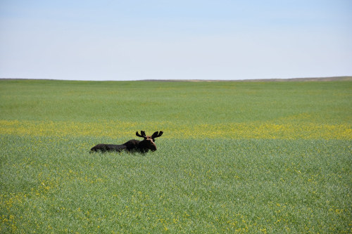 funkysafari:Moose in mustard field, by NRCS Montana