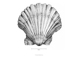 facundo-lopez:  Pecten Maximus 2013. Done