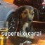 cacos-posts