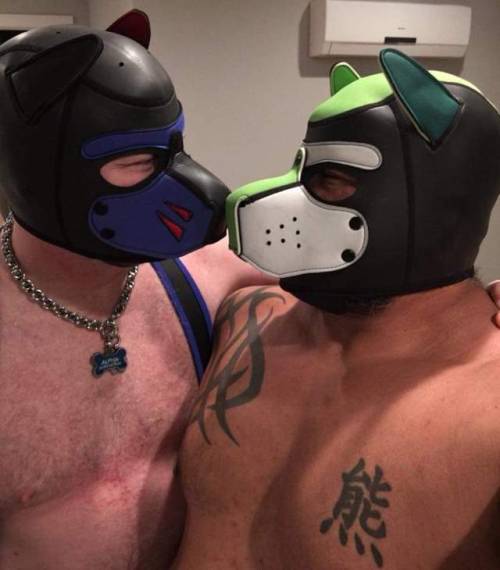 bouncerthepup: Had a great SFO hanging out with the @cubbydaddybeardaddy crew