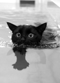 cutencats:  Its time to take a shower sur We Heart It.