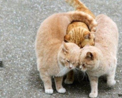 cute-overload:  The extremely rare, perfectly executed “triple hug.”http://cute-overload.tumblr.com source: http://imgur.com/r/aww/yxJZwEu