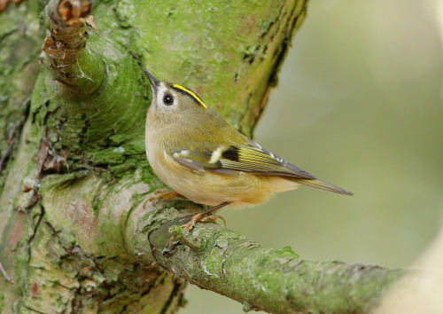 Goldcrest (Regulus regulus) &gt;&gt;by Howard Booty