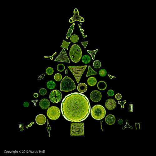 libutron: Christmas Diatoms For those who celebrate this time of year, a collage of a cute Christmas