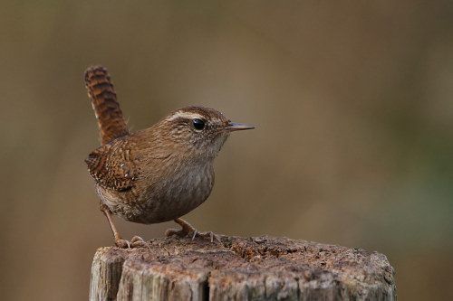 Eurasian Wren (Troglodytes troglodytes) >>by Larry Kef