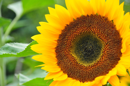 Sunflower.(Auckland Botanic Gardens, New Zealand).,Submitted this in pixoto.com. Help me gain DuelSc